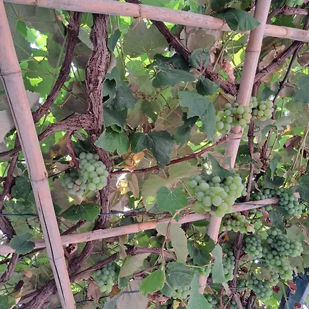 Mosteiros Vineyards House, Nature Praia&Sunset