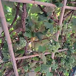 Vineyards House - Heated Swimming-pool - Nature & Sunset -